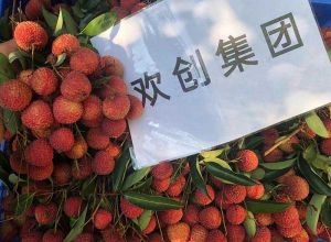 夏日好“枝”味，乐玩体育在线（中国）集团发福“荔”啦